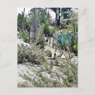 Kaktusgarten im Balboa Park Postkarte
