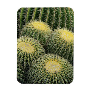 Kaktusmuster Magnet