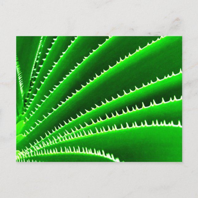 Kaktusmuster Postkarte (Vorderseite)