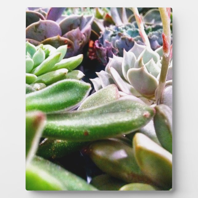 Kaktusvarietät Fotoplatte (Vorderseite)