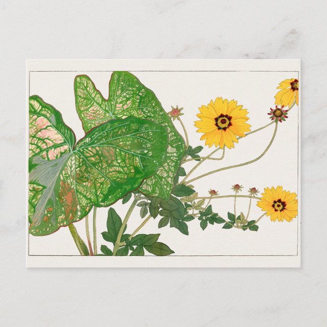Kaladium mit extravaganter Blätter, Coreopsis von  Postkarte (Vorderseite)
