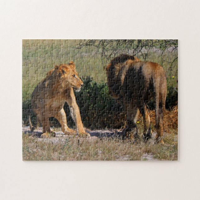 Kalahari Desert Lions Africa Male Female (Horizontal)