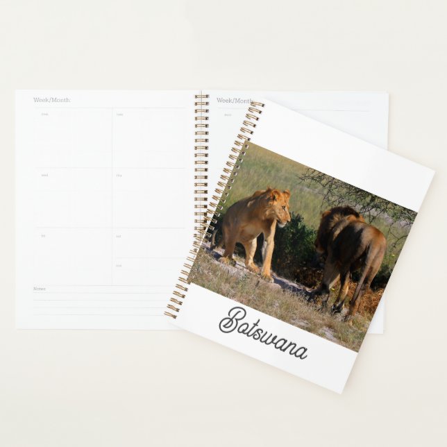 Kalahari Desert Lions Africa Male Female Planer (Anzeige)