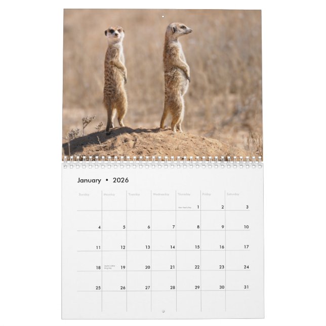 Kalahari! Kalender-Säugetiere von Kgalagadi Kalender (Jan 2026)