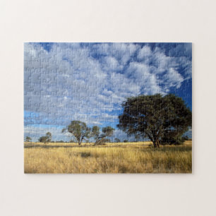 Kalahari-Wüsten-Szene, Kgalagadi-Transfrontier