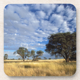 Kalahari-Wüsten-Szene, Kgalagadi-Transfrontier Getränkeuntersetzer