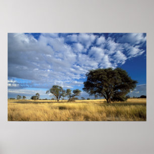 Kalahari-Wüsten-Szene, Kgalagadi-Transfrontier Poster