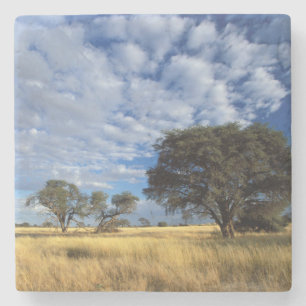 Kalahari-Wüsten-Szene, Kgalagadi-Transfrontier Steinuntersetzer