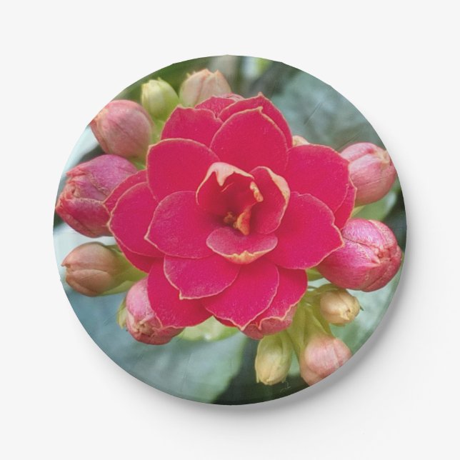 Kalanchoe-Blume Pappteller (Vorderseite)