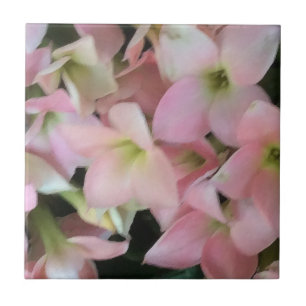 Kalanchoe-Blüten Fliese