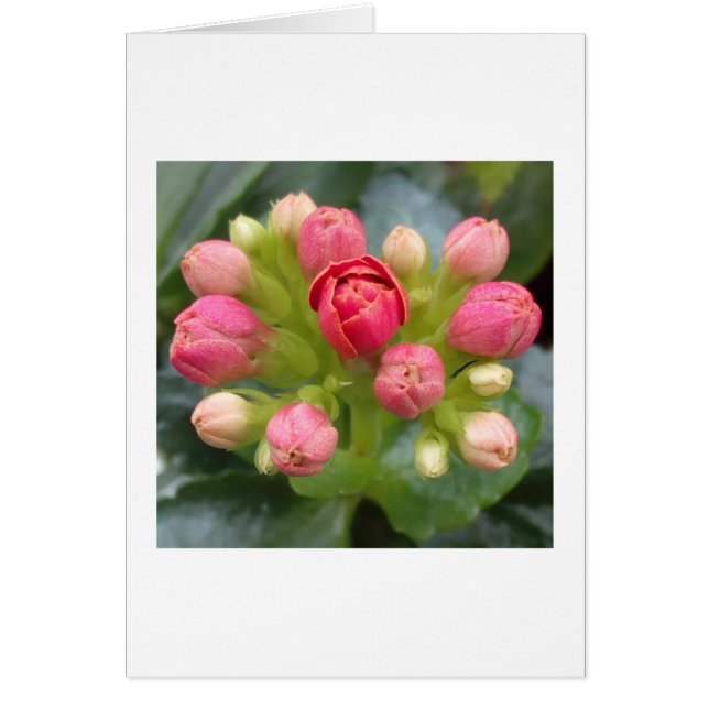 Kalanchoe Buds (Devant)