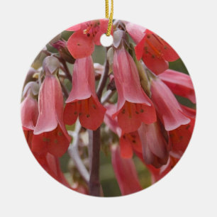Kalanchoe Tubiflora Keramikornament