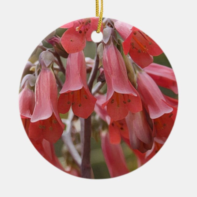 Kalanchoe Tubiflora Keramikornament (Vorne)