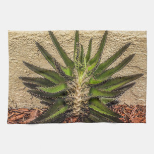 Kalanchoe Überraschung 1 Küchentücher