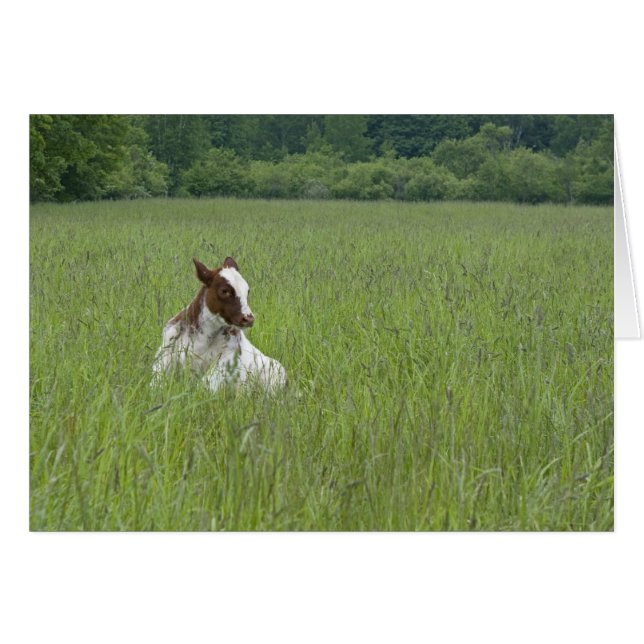 Kalb (Vorderseite (Horizontal))