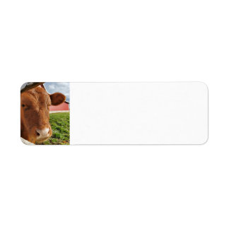 Kalb
