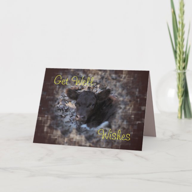 Kalb 5896 Quincys Pinzgauer - machen Sie jede Karte (Vorderseite)