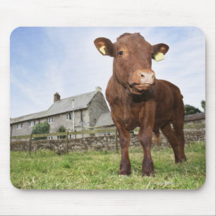 Kalb auf Wiese stehend Mousepad