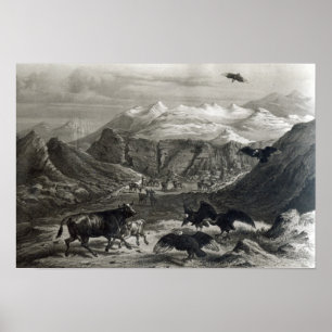 Kalb, das durch die Kondore angegriffen wird Poster