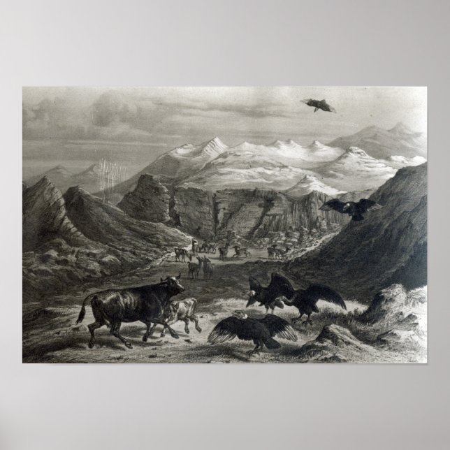 Kalb, das von den Condors angegriffen wird Poster (Vorne)
