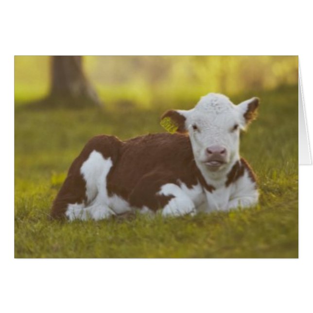 Kalb-Stillstehen (Vorderseite (Horizontal))