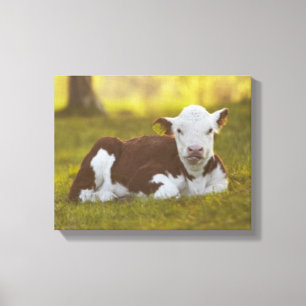 Kalb-Stillstehen Leinwanddruck