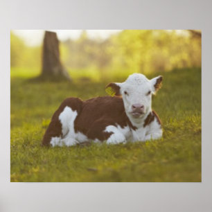 Kalb-Stillstehen Poster