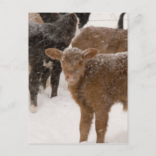 Kälber im Schnee Postkarte