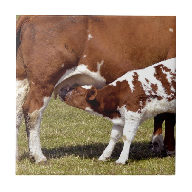 Kalbsäugling Fliese (Vorderseite)