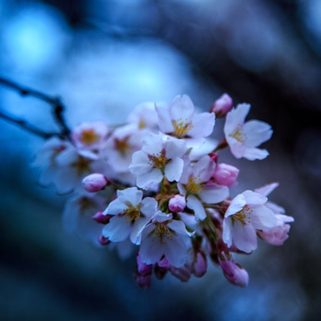 Kalenda Kalender (Von Creator hochgeladen)