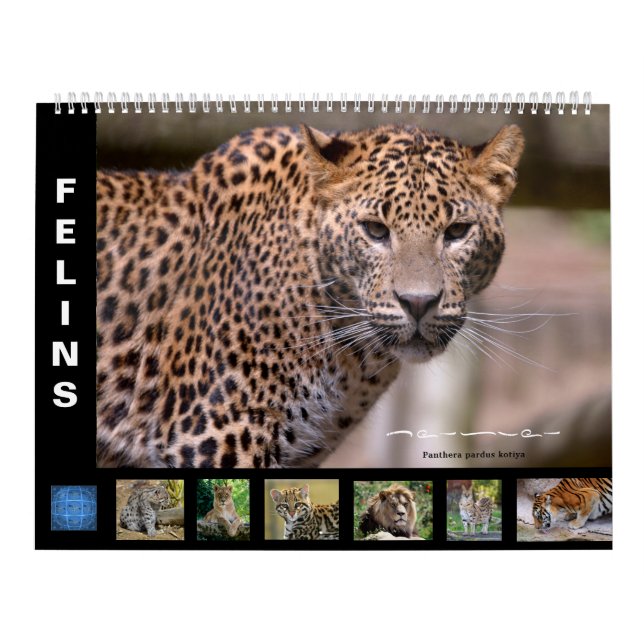 Kalender (Titelbild)