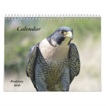 Kalender 12 Monate, Raubvögel