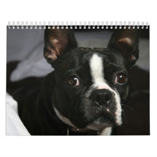 Kalender 2009 Bostons Terrier