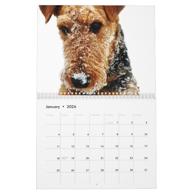 Kalender 2011 Airedales Terrier (Jan 2026)
