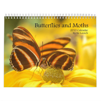 Kalender 2013 - Schmetterlinge und Motten