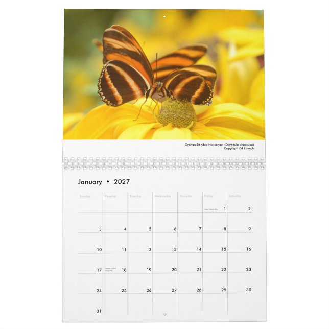 Kalender 2013 - Schmetterlinge und Motten (Jan 2027)