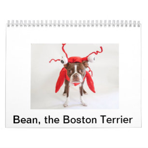 Kalender 2015 Bostons Terrier