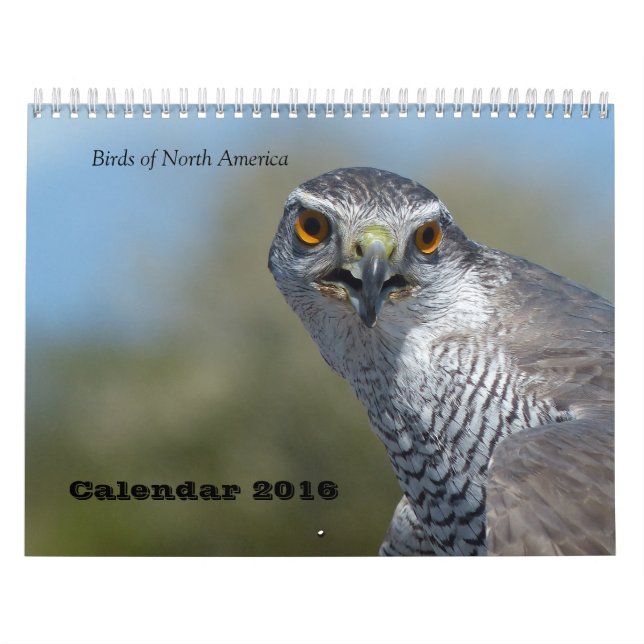 Kalender 2016 - Vögel von Nordamerika (Titelbild)
