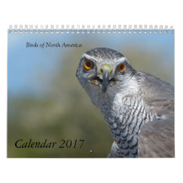 Kalender 2017 - Vögel Nordamerikas