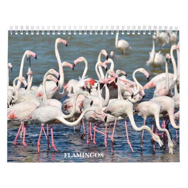 Kalender 2023 Flamingos (Titelbild)
