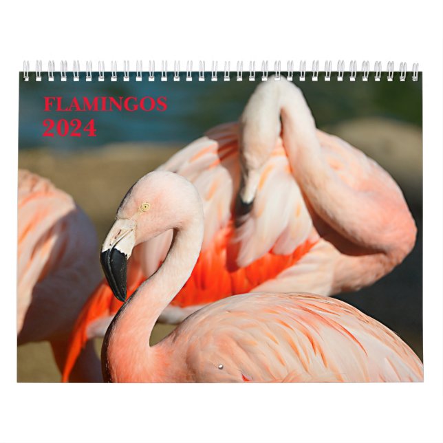 Kalender 2023 Flamingos (Titelbild)
