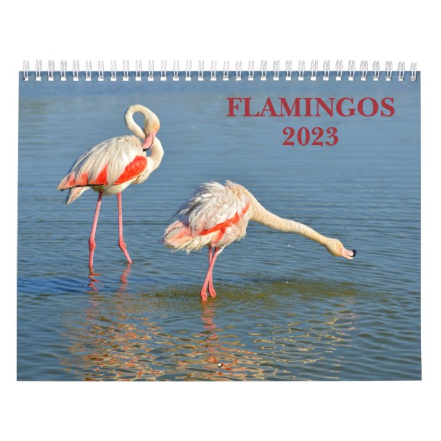 Kalender 2023 Flamingos (Titelbild)