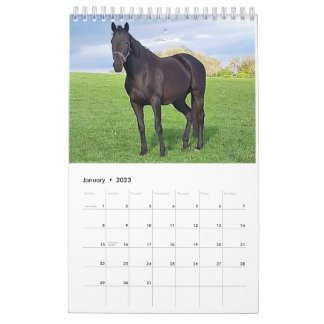 Kalender 2023 für Mares und Foals