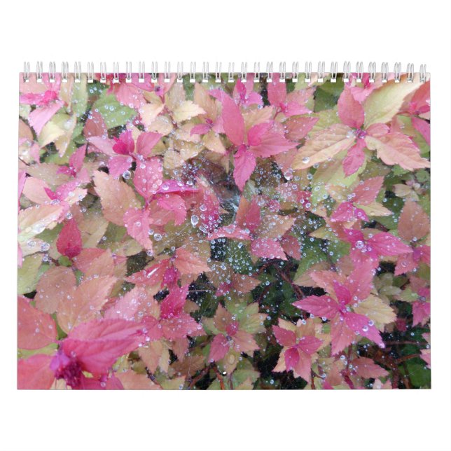 Kalender 2025 mit naturwissenschaftlichen Fotos (Titelbild)