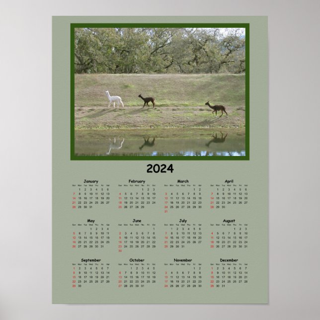 Kalender - Alpaca-Kalender 2024 Poster (Vorne)