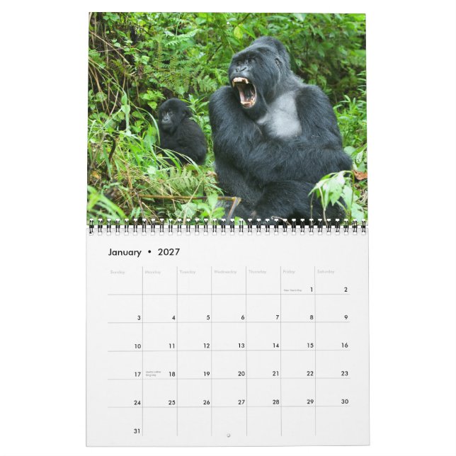 Kalender - Berggorillas von Ruanda (Jan 2027)