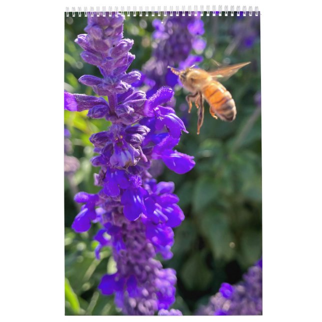 Kalender Bienen Schmetterlinge (Titelbild)