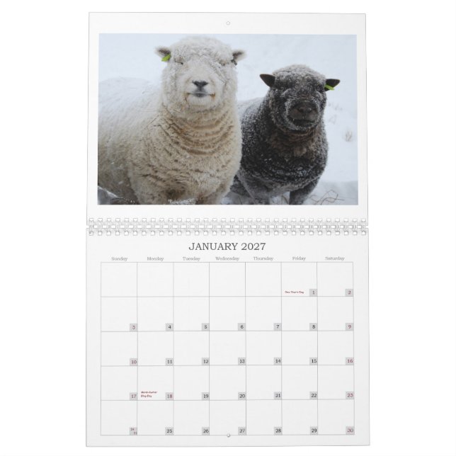 Kalender der Babydoll-Southdownschafe 2012 NABSSAR (Jan 2027)