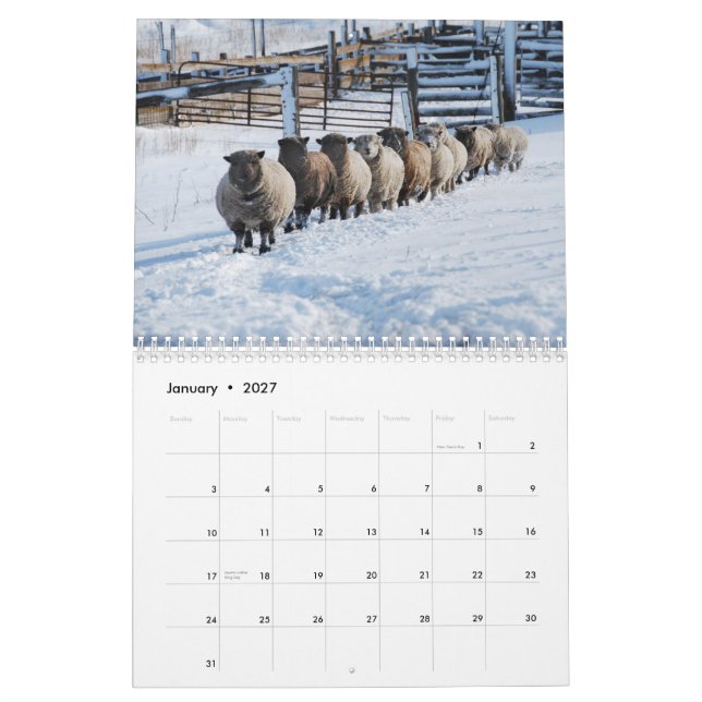 Kalender der Babydoll-Southdownschafe 2013 NABSSAR (Jan 2027)