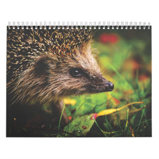 Kalender der Igel, Hedgehog
